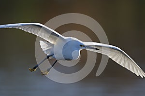 Snowy egret, egretta thula