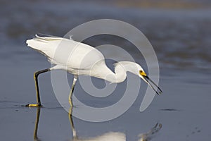 Snowy Egret, Egretta thula