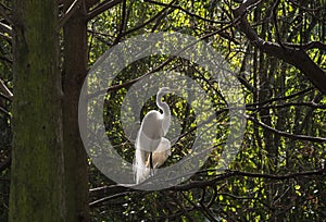 Snowy Egret (Egretta thula)