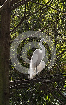 Snowy Egret (Egretta thula)