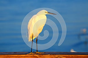 Snowy egret (Egretta thula)