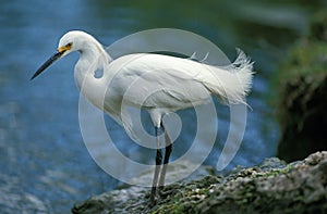 Snowy Egret, egretta thula, Adult