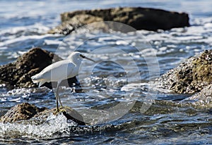 Snowy Egret (Egretta thula) on the Beach in Mexico