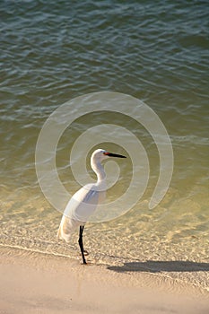 Snowy egret Egretta thula bird hunts for fish