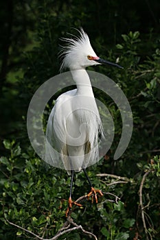 Snowy Egret - Egretta thula - in breeding coloration and plumage.