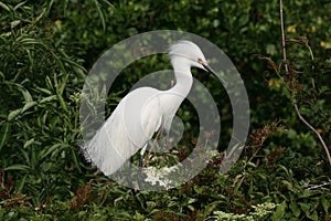 Snowy Egret - Egretta thula - in breeding coloration and plumage.