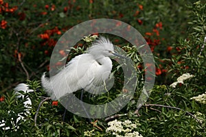 Snowy Egret - Egretta thula - in breeding coloration and plumage.