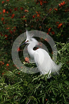 Snowy Egret - Egretta thula - in breeding coloration and plumage.