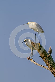 Snowy egret, Egretta thula, Chincoteague National Wildlife Refuge, Va