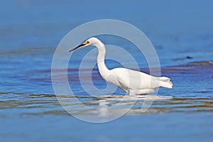 Snowy Egret, Egretta thula, on the coast. Bird with the dark blue sea. Heron in the water, Costa Rica. First light with bird.