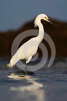 Snowy Egret, Egretta thula, in the coast habitat. Heron with sun in the morning sunrise. Bird with the dark blue sea. Heron in the