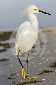 Snowy Egret - Estero Island, Florida