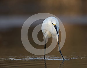 A snowy egret Egretta thula foraging and catching fish in a pond at Fort Meyers Beach.