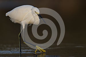 A snowy egret Egretta thula foraging and catching fish in a pond at Fort Meyers Beach.