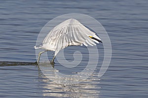 A snowy egret egretta thula forms a canopy with its wings to c