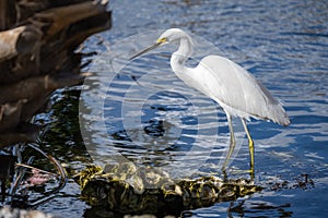 Snowy Egret egretta thula hunting at the water`s edge