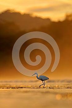 Snowy Egret, Egretta thula, in the nature coast habitat, sun light in the morning sunrise, Dominical, Costa Rica. Misty fog landsc