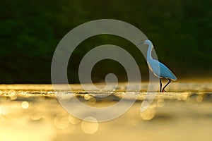 Snowy Egret, Egretta thula, in the nature coast habitat, sun light in the morning sunrise, Dominical, Costa Rica. Misty fog landsc