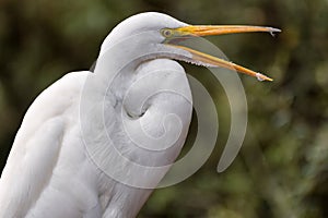 Snowy egret Egretta thula opening its beak as if talking