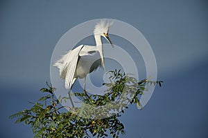 Snowy Egret Egretta thula perched in tree