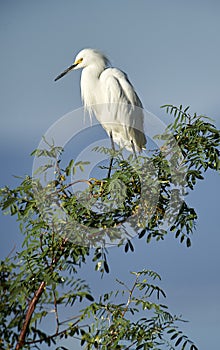 Snowy Egret Egretta thula perched in tree