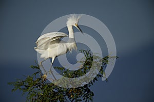 Snowy Egret Egretta thula perched in tree