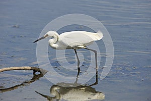 Snowy Egret Egretta thula with reflection