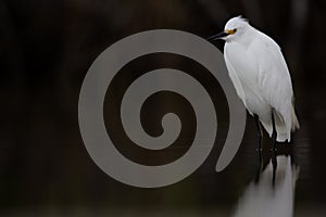 A snowy egret Egretta thula resting in a mirrored dark coloured pond at Fort Meyers beach.