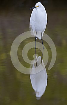 A snowy egret Egretta thula resting in a mirrored green coloured pond at Fort Meyers beach.