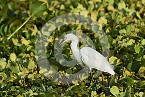 Snowy Egret Egretta thula searching for food among water hyacinths