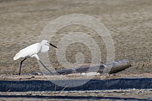 Snowy Egret, Egretta thula, single bird by water, looking for food