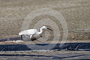 Snowy Egret, Egretta thula, single bird by water, looking for food