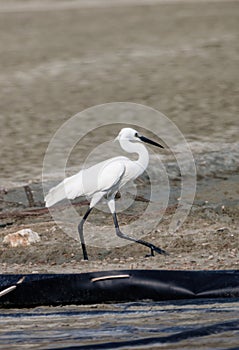 Snowy Egret, Egretta thula, single bird by water, looking for food