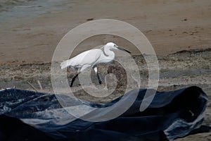 Snowy Egret, Egretta thula, single bird by water, looking for food