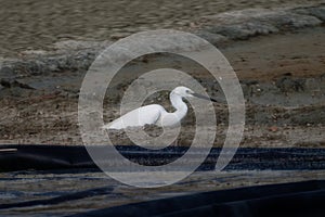 Snowy Egret, Egretta thula, single bird by water, looking for food