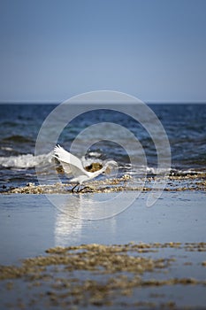 Snowy egret Egretta thula, a small white heron, taking off. Alicante, Spain