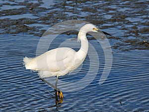 Snowy Egret (Egretta thula)