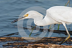 Snowy Egret with Fish