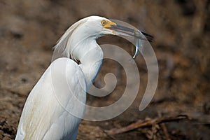 Snowy Egret With Fish