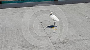 Snowy egret and a fish at the Balboa Pier in Newport Beach, California