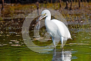 Snowy Egret With Fish