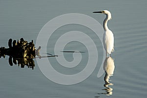 Snowy egret and fish