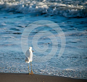 Snowy egret with fish in mouth walking into the waves on the beach