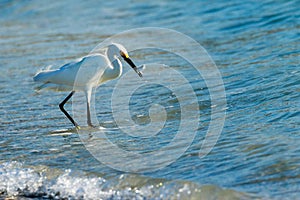 Snowy Egret with Fish at Myakka State Park