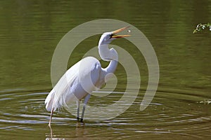 Snowy Egret with Fish !