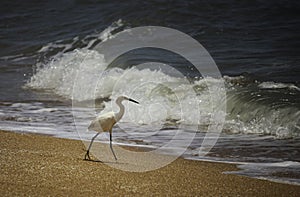 Snowy Egret fishing along the shore