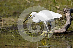 Snowy Egret fishing along The Sill in the Okefenokee Swamp National Wildlife Refuge, Georgia, USA