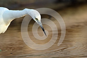 Snowy egret is fishing in water in golden hour time
