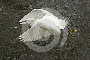 Snowy egret flies with a fish in its bill, Florida.