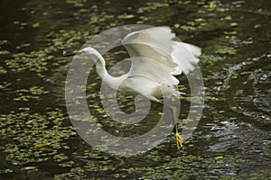 Snowy egret flies with a fish in its bill, Florida.